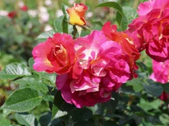 Edelrose 'Maleica' ®