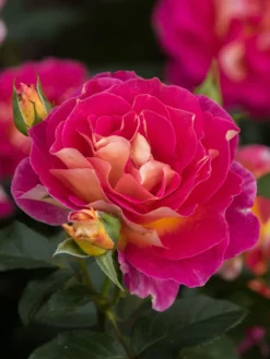 Edelrose 'Maleica' ® -Deutschland Garten Funk Verkaufs-Shop edelrose maleica m006044 w 0