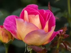 Edelrose 'Maleica' ® -Deutschland Garten Funk Verkaufs-Shop edelrose maleica m006044 w 1