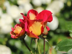 Edelrose 'Maleica' ® -Deutschland Garten Funk Verkaufs-Shop edelrose maleica m006044 w 2