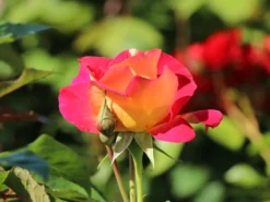 Edelrose 'Maleica' ® -Deutschland Garten Funk Verkaufs-Shop edelrose maleica m006044 w 3