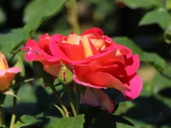 Edelrose 'Maleica' ® -Deutschland Garten Funk Verkaufs-Shop edelrose maleica m006044 w 5