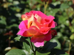 Edelrose 'Maleica' ® -Deutschland Garten Funk Verkaufs-Shop edelrose maleica m006044 w 6