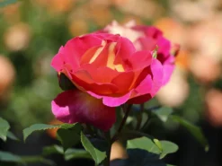 Edelrose 'Maleica' ® -Deutschland Garten Funk Verkaufs-Shop edelrose maleica m006044 w 7