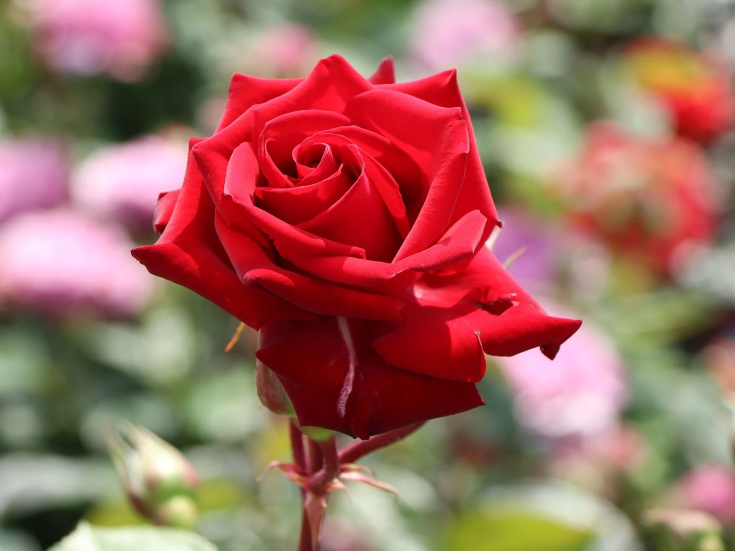 Edelrose 'Marlene' ® 1 Edelrose 'Marlene' ®