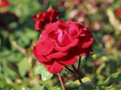 Edelrose 'Marlene' ® 16 Edelrose 'Marlene' ® -Deutschland Garten Funk Verkaufs-Shop edelrose marlene m101948 w 1