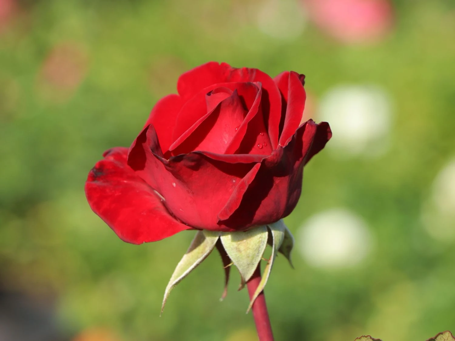 Edelrose 'Marlene' ® 4 Edelrose 'Marlene' ® – Bild 4