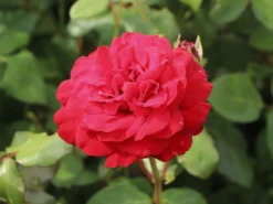 Edelrose 'Marlene' ® 17 Edelrose 'Marlene' ® -Deutschland Garten Funk Verkaufs-Shop edelrose marlene m101948 w 5