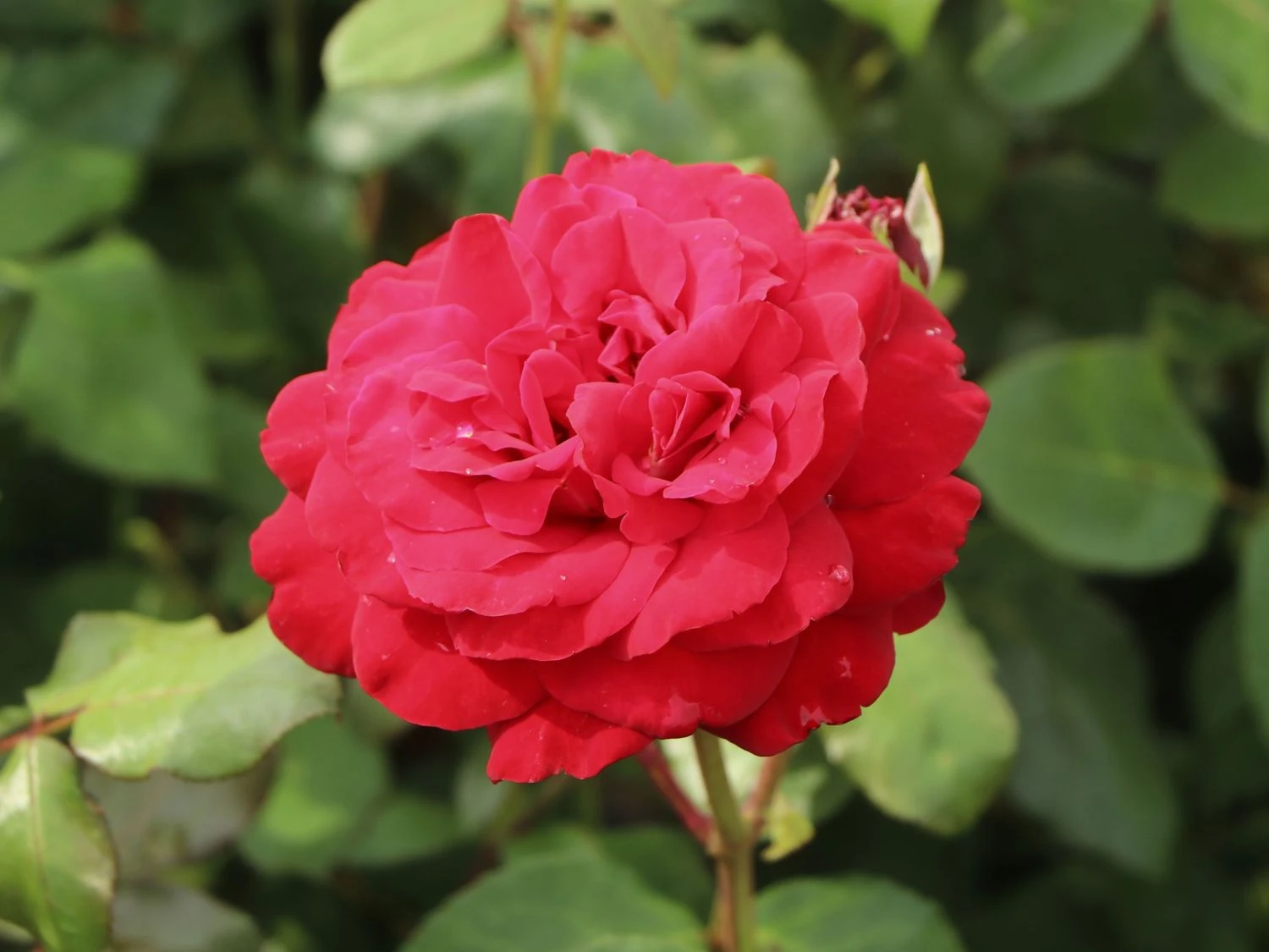 Edelrose 'Marlene' ® 8 Edelrose 'Marlene' ® – Bild 8