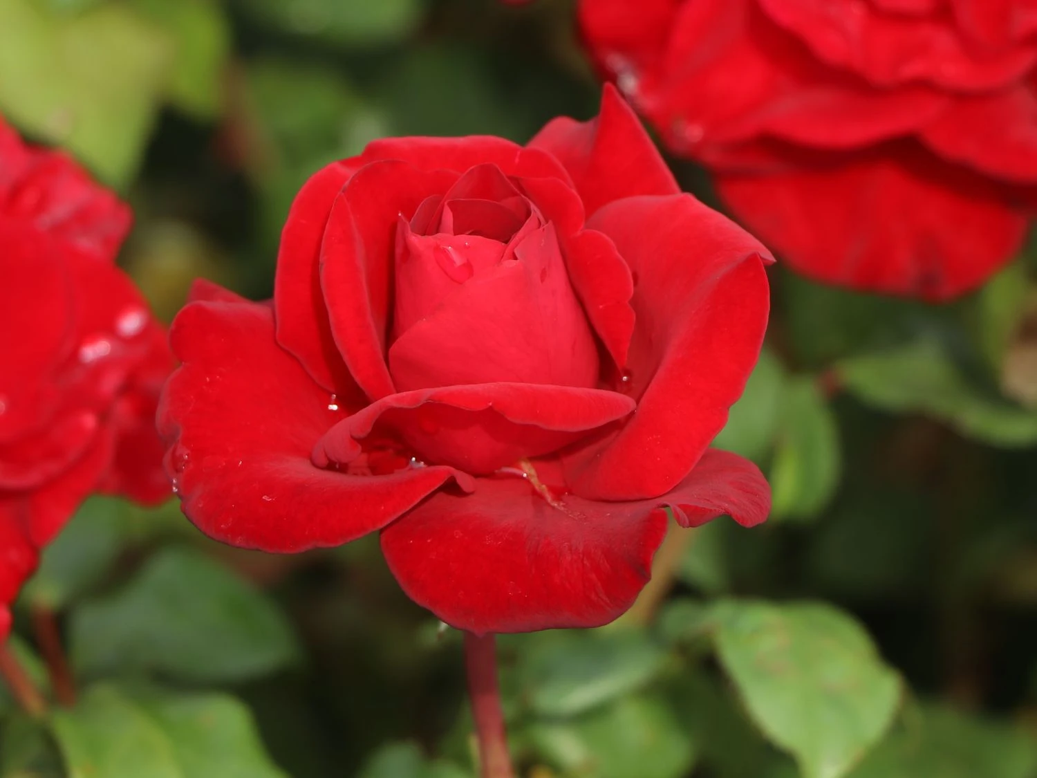 Edelrose 'Marlene' ® 5 Edelrose 'Marlene' ® – Bild 5