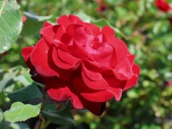 Edelrose 'Marlene' ® 12 Edelrose 'Marlene' ® -Deutschland Garten Funk Verkaufs-Shop edelrose marlene m101948 w 8