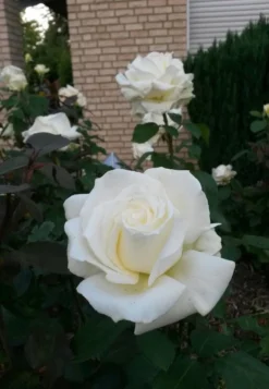 Edelrose 'Memoire' ® -Deutschland Garten Funk Verkaufs-Shop edelrose memoire m006076 485100 0