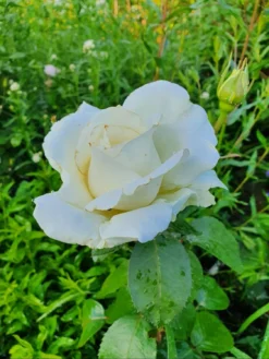 Edelrose 'Memoire' ® -Deutschland Garten Funk Verkaufs-Shop edelrose memoire m006076 743907 0