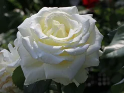 Edelrose 'Memoire' ®