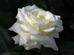 Edelrose 'Memoire' ® -Deutschland Garten Funk Verkaufs-Shop edelrose memoire m006076 w 1