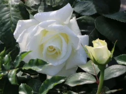 Edelrose 'Memoire' ® -Deutschland Garten Funk Verkaufs-Shop edelrose memoire m006076 w 3