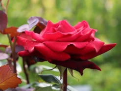 Edelrose 'Mildred Scheel' ® -Deutschland Garten Funk Verkaufs-Shop edelrose mildred scheel m005938 w 2