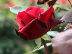 Edelrose 'Mildred Scheel' ® -Deutschland Garten Funk Verkaufs-Shop edelrose mildred scheel m005938 w 3