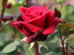 Edelrose 'Mildred Scheel' ® -Deutschland Garten Funk Verkaufs-Shop edelrose mildred scheel m005938 w 4