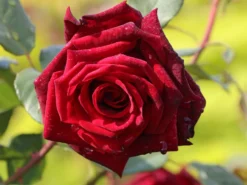 Edelrose 'Mildred Scheel' ® -Deutschland Garten Funk Verkaufs-Shop edelrose mildred scheel m005938 w 6