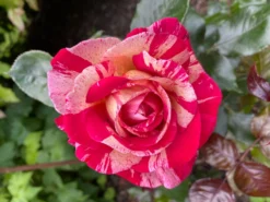 Edelrose Nirparfum Rose 'Broceliande' -Deutschland Garten Funk Verkaufs-Shop edelrose nirparfum rose broceliande m013902 866229 0