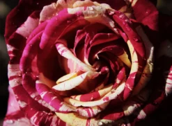 Edelrose Nirparfum Rose 'Broceliande' -Deutschland Garten Funk Verkaufs-Shop edelrose nirparfum rose broceliande m013902 908161 1