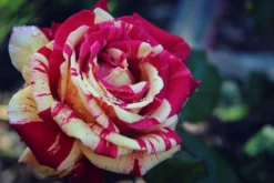 Edelrose Nirparfum Rose 'Broceliande' -Deutschland Garten Funk Verkaufs-Shop edelrose nirparfum rose broceliande m013902 908161 2