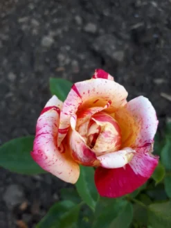 Edelrose Nirparfum Rose 'Broceliande' -Deutschland Garten Funk Verkaufs-Shop edelrose nirparfum rose broceliande m013902 908796 0