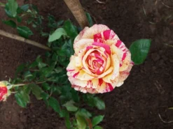 Edelrose Nirparfum Rose 'Broceliande' -Deutschland Garten Funk Verkaufs-Shop edelrose nirparfum rose broceliande m013902 927416 0