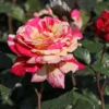 Edelrose Nirparfum Rose 'Broceliande'