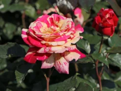 Edelrose Nirparfum Rose 'Broceliande'