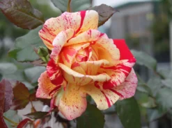Edelrose Nirparfum Rose 'Broceliande' -Deutschland Garten Funk Verkaufs-Shop edelrose nirparfum rose broceliande m013902 w 1 1