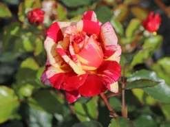 Edelrose Nirparfum Rose 'Broceliande' -Deutschland Garten Funk Verkaufs-Shop edelrose nirparfum rose broceliande m013902 w 1