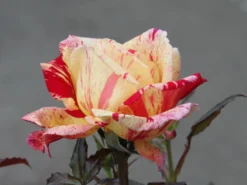 Edelrose Nirparfum Rose 'Broceliande' -Deutschland Garten Funk Verkaufs-Shop edelrose nirparfum rose broceliande m013902 w 3 1