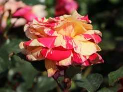 Edelrose Nirparfum Rose 'Broceliande' -Deutschland Garten Funk Verkaufs-Shop edelrose nirparfum rose broceliande m013902 w 3