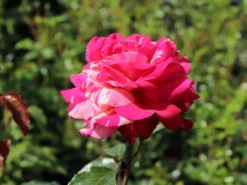 Edelrose Nirparfum Rose 'Broceliande' -Deutschland Garten Funk Verkaufs-Shop edelrose nirparfum rose broceliande m013902 w 4 1