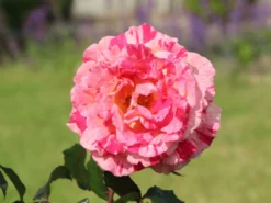 Edelrose Nirparfum Rose 'Broceliande' -Deutschland Garten Funk Verkaufs-Shop edelrose nirparfum rose broceliande m013902 w 4