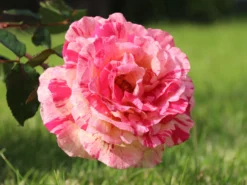 Edelrose Nirparfum Rose 'Broceliande' -Deutschland Garten Funk Verkaufs-Shop edelrose nirparfum rose broceliande m013902 w 5 1