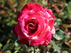 Edelrose Nirparfum Rose 'Broceliande' -Deutschland Garten Funk Verkaufs-Shop edelrose nirparfum rose broceliande m013902 w 5