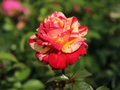 Edelrose Nirparfum Rose 'Broceliande' -Deutschland Garten Funk Verkaufs-Shop edelrose nirparfum rose broceliande m013902 w 6