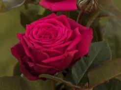 Edelrose 'Noblesse' ®