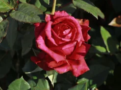 Edelrose 'Noblesse' ® -Deutschland Garten Funk Verkaufs-Shop edelrose noblesse m117263 w 1