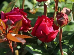 Edelrose 'Noblesse' ® -Deutschland Garten Funk Verkaufs-Shop edelrose noblesse m117263 w 2