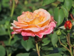 Edelrose 'Oh Happy Day' ® -Deutschland Garten Funk Verkaufs-Shop edelrose oh happy day m099227 w 0