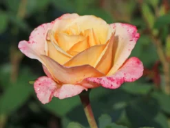 Edelrose 'Oh Happy Day' ® -Deutschland Garten Funk Verkaufs-Shop edelrose oh happy day m099227 w 1