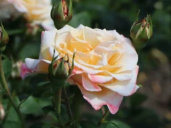 Edelrose 'Oh Happy Day' ® -Deutschland Garten Funk Verkaufs-Shop edelrose oh happy day m099227 w 2