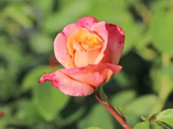 Edelrose 'Oh Happy Day' ® -Deutschland Garten Funk Verkaufs-Shop edelrose oh happy day m099227 w 5