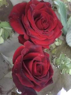 Edelrose Parfuma ® 'Gräfin Diana' ® -Deutschland Garten Funk Verkaufs-Shop edelrose parfuma graefin diana m056577 1338879 0