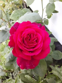 Edelrose Parfuma ® 'Gräfin Diana' ® -Deutschland Garten Funk Verkaufs-Shop edelrose parfuma graefin diana m056577 193676 0