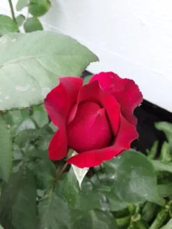 Edelrose Parfuma ® 'Gräfin Diana' ® -Deutschland Garten Funk Verkaufs-Shop edelrose parfuma graefin diana m056577 193676 1